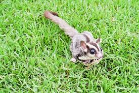 Unusual pets that are legal to own · serval · chinchilla · wallaroo · axolotl · kinkajou · pacman frog (horned frog) · degu · hedgehog. 10 Most Unusual Pets You Can Have