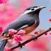 Beautiful birds is a 3200x2400 hd wallpaper picture for your desktop, tablet or smartphone. Https Encrypted Tbn0 Gstatic Com Images Q Tbn And9gctnscslhhysu0ehz11tw25g9aizudhfww9hsizxvb9n6lz0bofo Usqp Cau