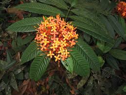 Image result for Ixora phellopus