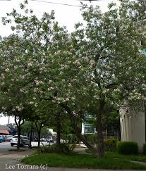 We also maintain an index of texas wildflowers sorted by color and by thumbnails. Flowering Trees In Texas An Overview Lee Ann Torrans Gardening