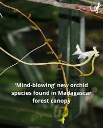 Image result for Solenangis