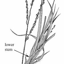 Image result for Digitaria diagonalis