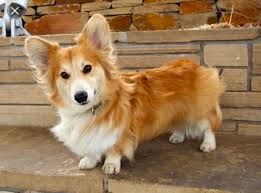 Pin By Barbara Welshofer On Corgi Cuties Corgi Dog Dogs Corgi
