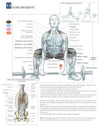 Sumo Deadlift Muscle Building Musclebuilding Fitness