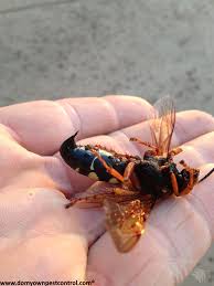 Another good way to separate the asian giant hornet from the cicada killer is by looking at the insect's head. Cicada Killer Control How To Get Rid Of Cicada Killers Domyown Com