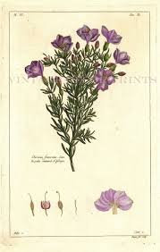 Image result for Chironia