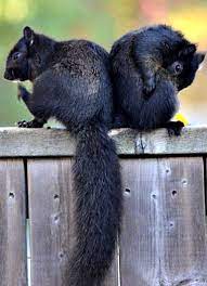 Black Squirrels Baby Animals Cute Squirrel Black Squirrel