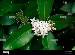 Image result for Acokanthera oblongifolia