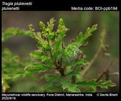 Image result for Tragia rupestris