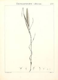 Image result for Chloris mossambicensis