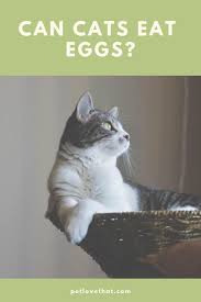 In particular, cats can also eat tuna if they're feeling unwell, for. Can Cats Eat Eggs Cats Cat Questions Pets
