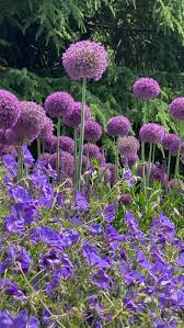 Bearing a color that has long been a symbol of royalty, purple flowers also suggest richness and elegance. A Purple Wonder Purple Flowering Plants Purple Flowers Garden Purple Garden