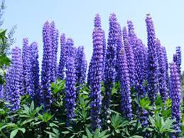 Fleurs de lupins