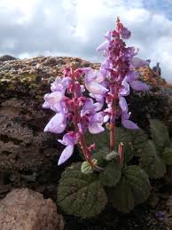 Image result for Coleus betonicifolius