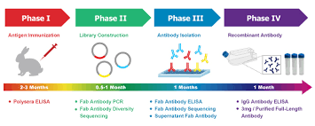 rabbit monoclonal ab phage ab production services abnova