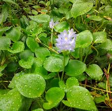 Image result for Pontederiaceae