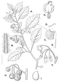 Image result for Solanum grossidentatum