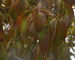 Image result for Entada chrysostachys