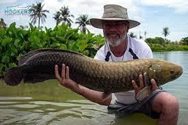 Image result for Heterotis