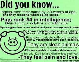 I Love Pigs But The Thing About How Many Are Killed Each Year For Food Is Just Down Right Cold Pot Belly Pigs Pig Pig Facts