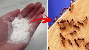 Otherwise, these ants could take over your household, and then it remember, don't leave food uncovered in your kitchen. Quick Answer What Happens When Ants Eat Baking Soda Kitchen