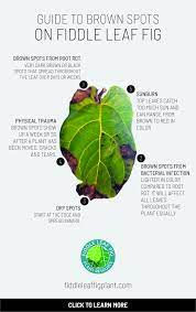 Guide To Brown Spots On Fiddle Leaf Fig In 2021 Fiddle Leaf Fiddle Leaf Fig Tree Fig Plant Indoor