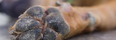 After the soak, apply salicylic acid to the pads for keratin softening. Dog Carpal Pad Growth Cat S Blog
