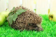Winterquartier Fur Igel Bauen 5 Ideen Vorgestellt Igel Im Garten Igel Igelhaus Selber Bauen