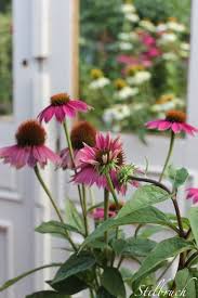 Citronella lavender blooms mosquito plant. 890 Coneflower Cottages Ideas In 2021 Echinacea Plants Rainbow