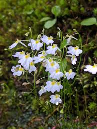 Image result for Utricularia striatula