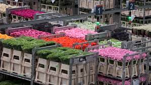 Buy flowers, plants, decoration and related items online. Large Flower Auction Distribution Center Stock Footage Video 100 Royalty Free 23226049 Shutterstock