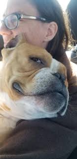 How I miss beautiful Teddy. He was so beautiful. In truth, to me he was the  most beautiful. I wish God would allow me to have one like him, just like  him.