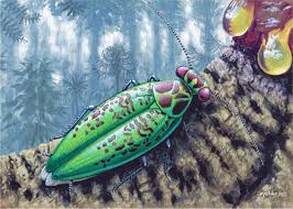 Image result for Astropanax abyssinicus