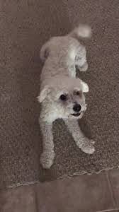 Maybe you would like to learn more about one of these? Wow Dog Rescue Home Facebook