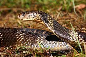 These 10 Species Were Just Added To The Endangered Species List King Cobra Endangered Animals Snake