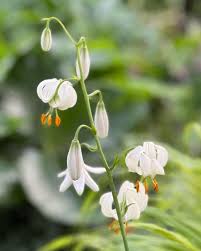 Image result for Lilium martagon Alba
