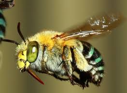 Blue Banded Bees Brisbane Local Food Insect Art Australian Animals Bee