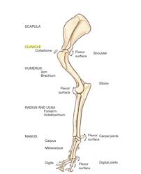 We did not find results for: Dog Hind Leg Bone Anatomy