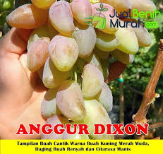 Dihalaman ini anda akan melihat gambar pisau keren dan unik yang menarik! Pin Di Bibit Tanaman Online