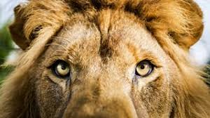 The following list of big cat names has everything from tried and true favorites to strong and stoic names to funny ideas that will make you laugh out loud. Bbc One Big Cats Meet The Cats