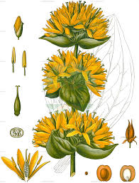 Image result for Pycnosphaera buchananii