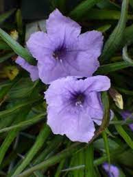 Quickly fills in as a ground cover. Katie Blue Ruellia Dwarf Ruellia Dwarf Mexican Petunia Desert Petunia Mexican Blue Bells Florida Bluebells Butterfly Plants Almost Eden