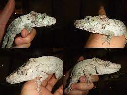 Cuban False Chameleon Giant Anole Chamaeleolis Barbatus Chamaeleolis Porcus Chamaeleolis Guamuhaya Beautiful Creatures Anole Pet Id