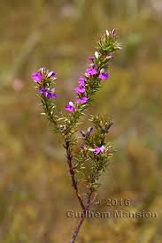 Image result for Muraltia