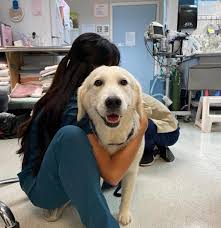 King Street Pet Hospital added...