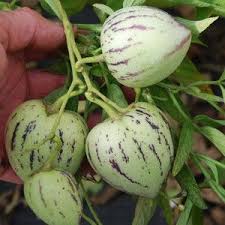 Tropical Fruit Seeds Plant World Seeds In 2020 Fruit Seeds Seeds Fruit Plants
