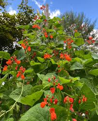 Image result for Phaseolus coccineus