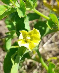 Image result for Physalis viscosa