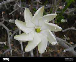 Image result for Gardenia volkensii