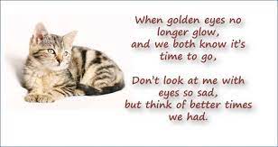 Cat Loss Remembrance In 2021 Condolence Messages Pet Loss Sympathy Card Messages